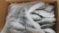 Hilsa (poisson) IQF surgelé naturellement, en morceaux, en vrac, en boîte, du Vietnam, prix abordable