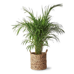 Cesta de almacenamiento de mimbre redonda ecológica, jacinto de agua natural, organizador para el hogar tejido para lavandería y papelera - Product Image 3