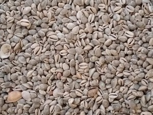 WHOLESALES COWRIES COWRY SHELLS - Product Image 6