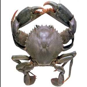 Live Mud <b>Crab</b> Wholesaler Frozen Whole - Product Image 2