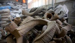 Mivision — corne shocher de Ram, naturelle, pour un usage religieux tibétain, meilleure qualité - Product Image 4