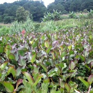 Poudre de Marante de Qualité Supérieure Biologique au Vietnam - Product Image 2
