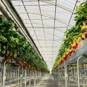 Nuevo Invernadero FM con Sistema de Aeroponía e Hidroponía, Agricultura Vertical para Vegetales, Frutas, Flores y Microgreens - Product Image 2