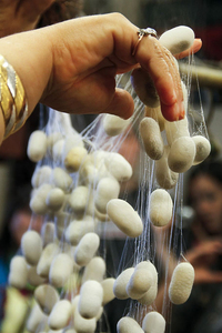 Best Selling 2021 Natural <b>Silkworm</b> Cocoon - Dry <b>Silkworm</b> Ball for Skincare Competitive Price From Vietnam// Rachel: +84896436456 - Product Image 4