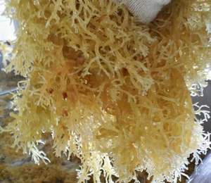 Algues naturelles sèches, oueuma, coton ttonii/écume en mousse, pour extraction de carragen-ms Akina - Product Image 4