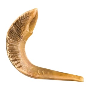 Shofar naturel offre passionnante Rosh Hashanah yéménite Kudu corne forme naturelle taille personnalisée excellente multicolore AZC/0222 100 pièces - Product Image 6