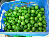 Lima fresca vietnamita y limón verde cítrico con embalaje de exportación personalizado producto agrícola