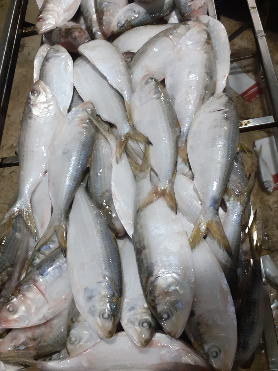 Frozen Dotted Gizzard Shad Fish Sardine From Vietnam Cheap Price