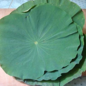 Lotus de haute qualité, meilleure norme, offre spéciale - Product Image 1