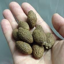 ส่วนลด Malva Nut/Sterculia Lychnophora,/Macromacropodum (WS: 0084987731263) - Product Image 3