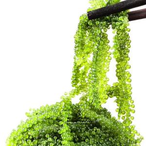 Algues de raisin de haute qualité - Algues de raisin séchées - Algues umibudou / Mme Shyn - Product Image 4