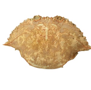 Cáscaras de Cangrejo Secas Enteras 100% Naturales Premium, Ecológicas y Duraderas para Rellenar y Decorar el Hogar - Product Image 3