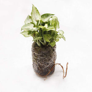 Pellets de Fibra de Coco, Ecológicos, para Cultivo de Semillas, Mejor Precio con Calidad Premium - Product Image 2