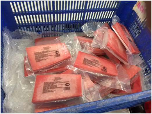 Frozen Horse Mackerel / Fish From Vietnam Cheap Price