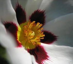 Résine de labdanum, huile essentielle pure pour la fabrication de parfums, ingrédients de haute qualité avec distillation à la vapeur - Product Image 3