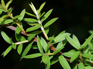 Huile essentielle de Manuka pure de la meilleure qualité, distillée à la vapeur et certifiée GMP, en provenance de Nouvelle-Zélande par AARNAV GLOBAL EXPORTS - Product Image 5