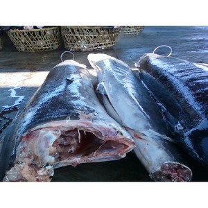 Etiqueta Privada para Sashimi grado Frozen DWT, certificación ISO GMP HACCP, Marlin blanco de Costa de Marfil, venta al por mayor - Product Image 1