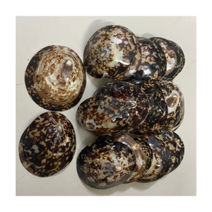 Carcasa de caracol, al por mayor, el mejor precio - Product Image 3