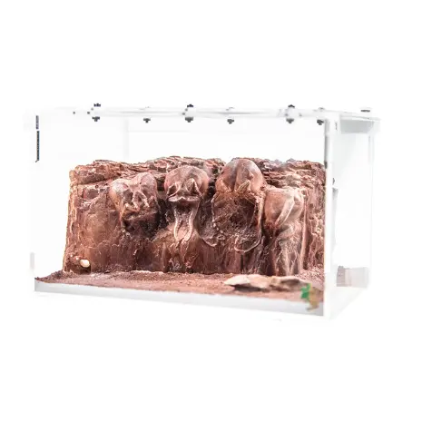 High Quality Red Ant Desert Statue Ant Nest Farm Formicarium Acrylic Box