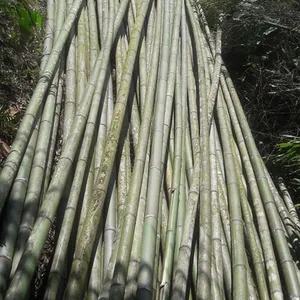 Tiang Bambu Mentah Lurus dari Hutan Yang Ditanam