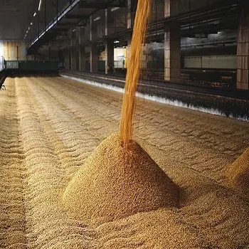 Quality barley grain in bulk, barley