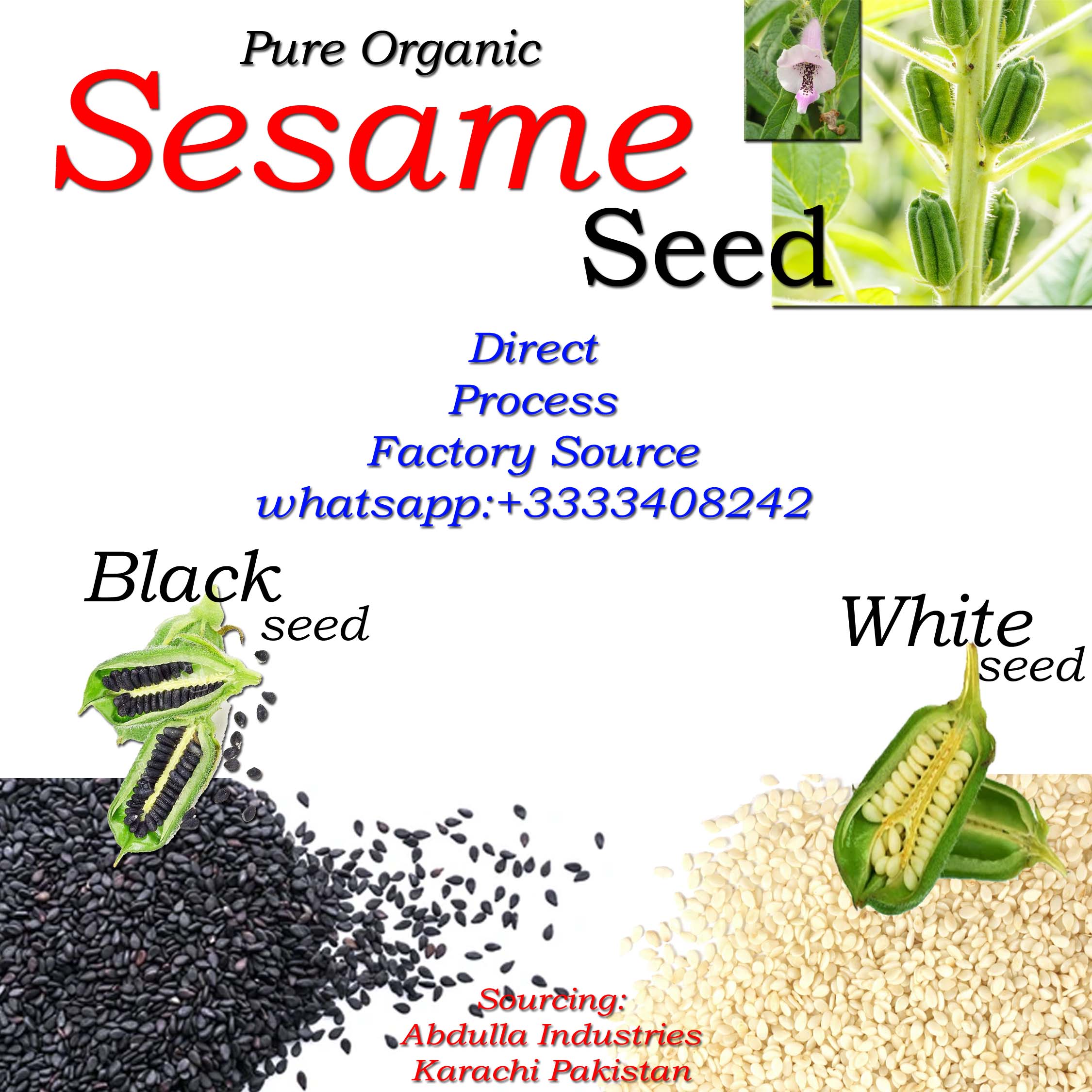 Семена кунжута, необработанные натуральные семена кунжута, чистые органические семена кунжута, черные семена кунжута, семена кунжута белого цвета, экспортер тахини