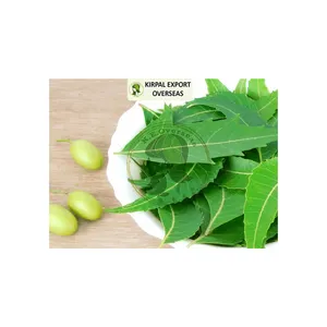 Neem Powder Affordable Best Quality Natural Organic Real Refined SiftedFor Sale Buy at Lowest Price