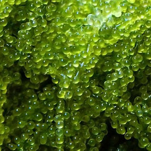 ÉXITO DE VENTAS 2020 Uvas de Mar Deshidratadas/ Alga Lato - Ámbar +84383004939 - Product Image 1