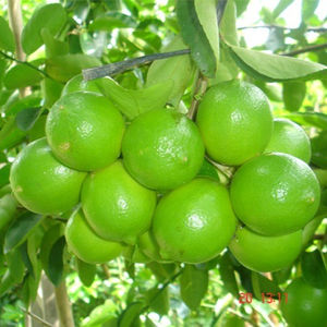 Meilleures ventes citron vert frais sans pépins/citron vert du Vietnam/citron vert propre - Product Image 2