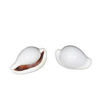 Coquille de cauris brute, coquille de cauris naturelle d'Indonésie
