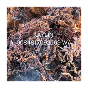 Musgo marino al por mayor bladderwrack/seamoss irlandés/Chondrus seco crispus musgo marino sin sal - Product Image 3