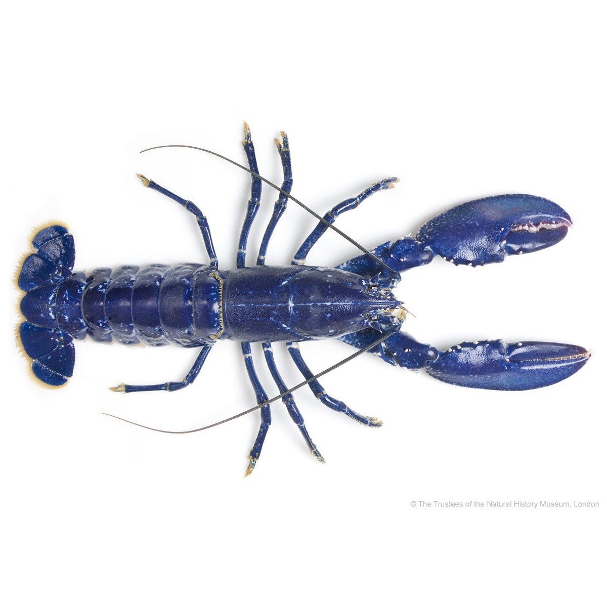 Japaneseプレイヤーの販売 オンラインショッピング ブルーロブスター Alibaba Comでのjapaneseプレイヤーの販売