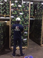 Verse Groene Limoen Citrusvruchten-Verse Citroen/Limoen Pitloos Uit Vietnam Voor Azië, Midden-Oosten-Linda Ws 0084 989 322 607