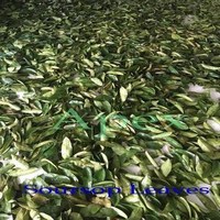 Feuilles de corossol, feuilles de gravia, haute qualité