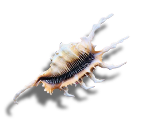 Ornements décoration de coquillages-coquillages décoration de la maison en vrac-coquillage de cassia naturel 99GD - Product Image 4