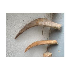 Cuerno de cabra auténtico para decoración Natural, producto de alta calidad y color natural, hecho a mano, Internacional - Product Image 1