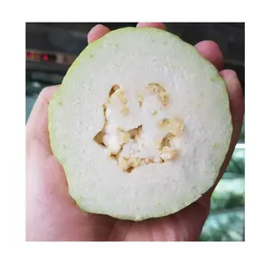 Vietnam High Quality Fresh Green COMMON Guava for Export