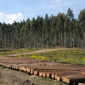 Высококачественные южноамериканские эвкалиптовые деревянные бревна свежесрезанные лиственных пород, включая Тиковый дуб сосновый березовый круглый узор - Product Image 2