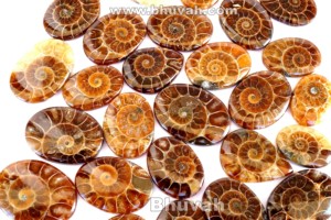 ซื้อส่วนลดในการขายร้อนล่าสุดสต็อกใหม่ล่าสุด Ammonite เครื่องประดับอัญมณีหลวมหิน Cabochon - Product Image 6
