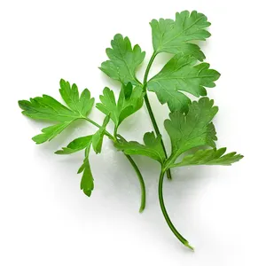 Parsley Seed Essential Oil For Treating Arthritis