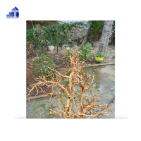 Meilleure vente 2025 bois flotté d'aquarium pour réservoir vivant de poisson Betta du fournisseur vietnamien WhatsApp + 84 963 949 178
