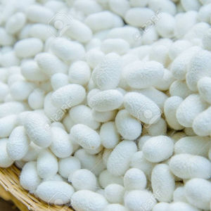 Capullos de Gusano de Seda/Huevos de Gusano de Seda - Product Image 5