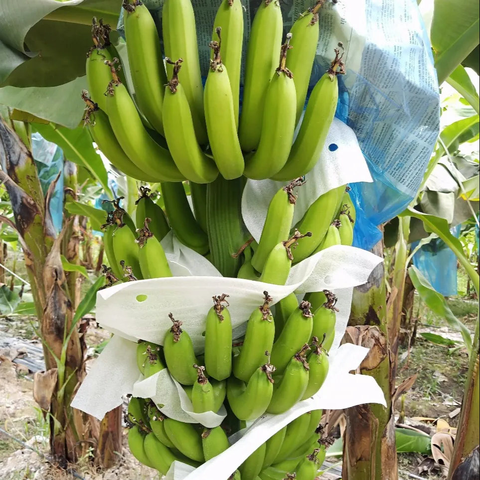 Banane verte japonaise de haute qualité, fabriqué au Vietnam