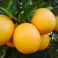 Valencia Oranges from South Africa
