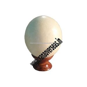 Porte-œufs d'autruche polis de qualité supérieure avec finition en bois et en métal, idéal pour la décoration élégante de la maison et les présentoirs de collection - Product Image 1