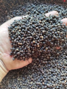 Hot Sale Vietnam Top Grade Single Spices <b>Ground</b> Black bulk <b>Pepper</b> 550gl clean for export - Product Image 2