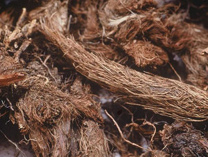 Aceite Esencial de Spikenard 100% Puro y Natural, Destilado al Vapor con Árbol de Té, Certificado GMP, AARNAV GLOBAL EXPORTS, Precio Competitivo - Product Image 4