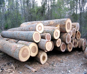 Good Quality Grade a White and Red <b>Oak</b> <b>Logs</b> - Product Image 5