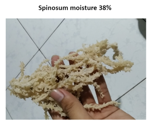 Alga Eucheuma Cottonii / Alice +84 904 183 651 - Product Image 1