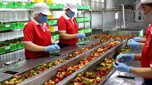 น้ำมะพร้าวประกายด้วยลูกพีชและมะม่วงรส - Product Image 5